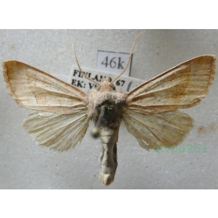 Hydraecia nordstroemi Horke, 1952 Finland46k